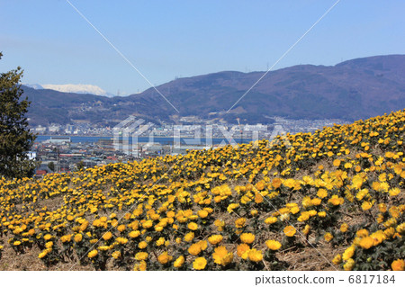 Fukuwakusa in full bloom 6817184