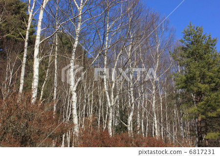 Birch waiting for spring 6817231