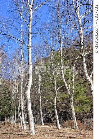 Birch waiting for spring 6817232