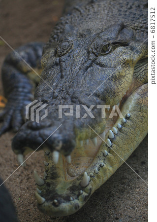 Powerful crocodile 6817512