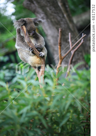 Koala sleeping at the top 6817532