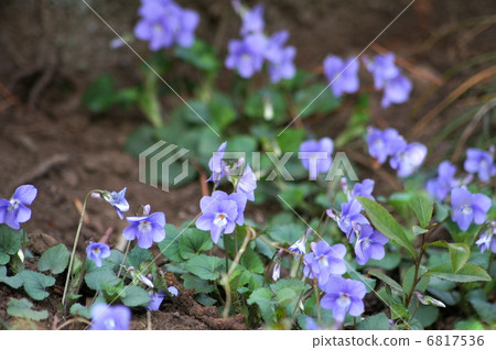 Kotachibosu（牡丹）（紫羅蘭色） 6817536