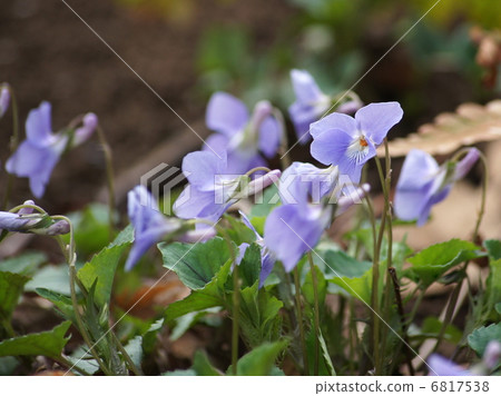 Kotachibosu (peony) (violet) Kotachibosu (peony) (violet) 6817538