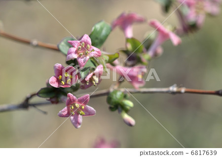 Ugisu Kagura (Yoga Kagura) Ugisu Kagura (Yoga Kagura) 6817639