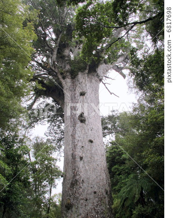 Kaori Forest Huge Tree (2) 6817698