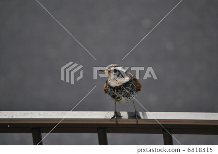 Thrush that stops at Fuence Thrush that stops at Fuence 6818315