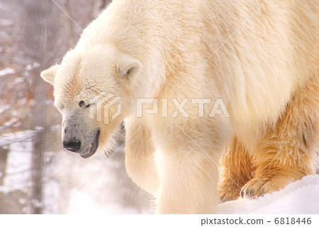 北極熊 北極熊 6818446