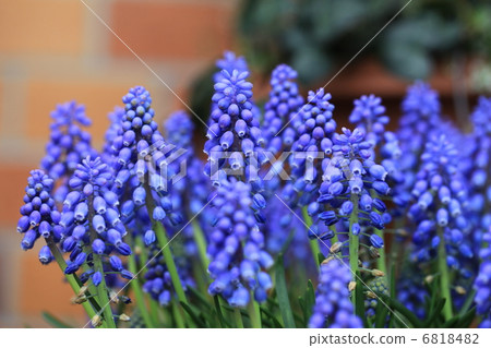 Muscari flowers Muscari flowers 6818482