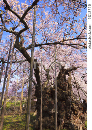 櫻花小次郎 櫻花小次郎 6818736