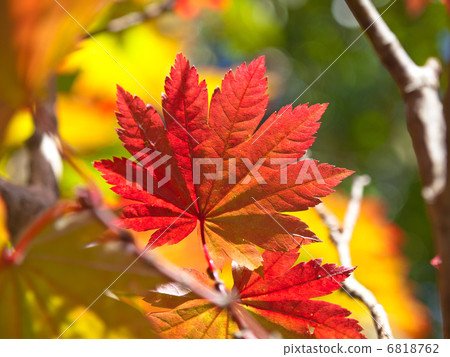 Haughiwaka maple 6818762