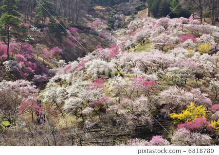 東京青梅市Yoshino Umezo 6818780