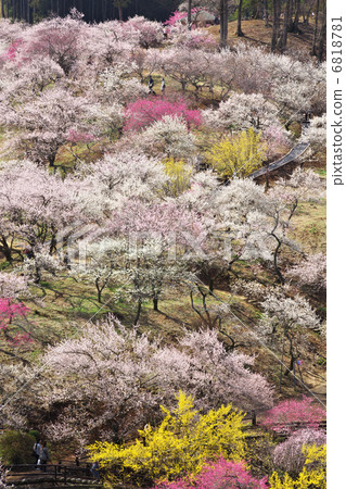 東京青梅市Yoshino Umezo 東京青梅市Yoshino Umezo 6818781