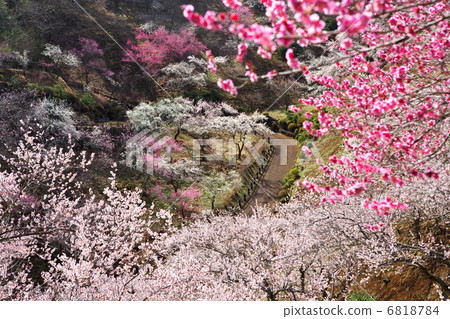 Tokyo Ome City Yoshino Umezo Tokyo Ome City Yoshino Umezo 6818784