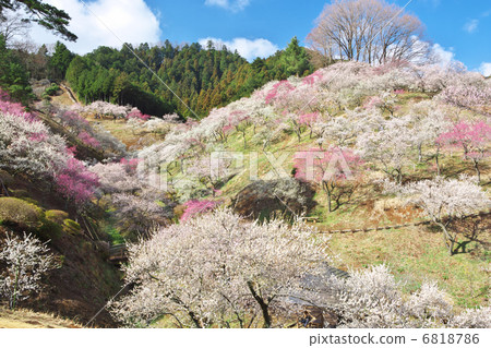東京青梅市Yoshino Umezo 6818786