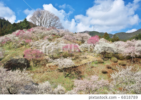 東京青梅市Yoshino Umezo 6818789