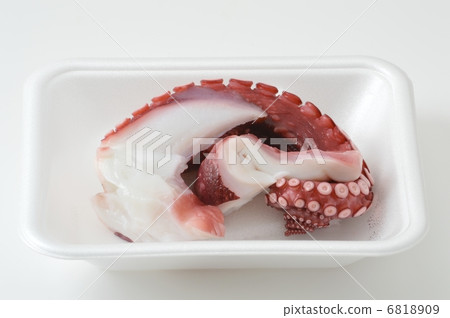 octopus octopus 6818909