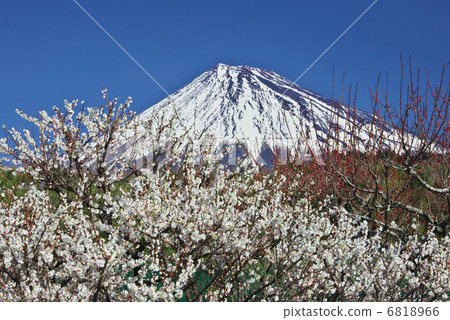 富士和梅花 6818966