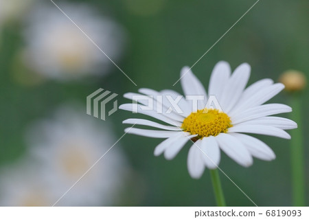 瑪格麗特 瑪格麗特 6819093