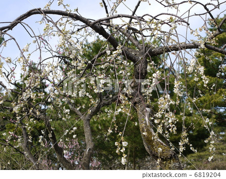 Kenrokuen的梅林 Kenrokuen的梅林 6819204