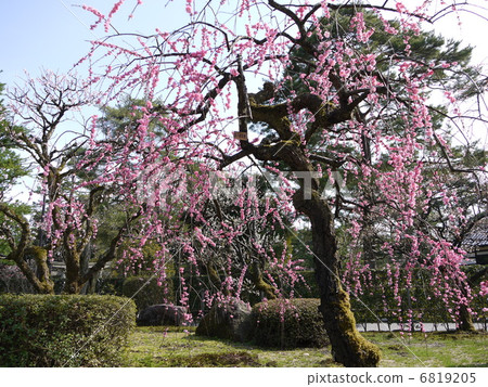 Kenrokuen的梅林 Kenrokuen的梅林 6819205