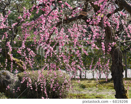 Kenrokuen的梅林 Kenrokuen的梅林 6819206