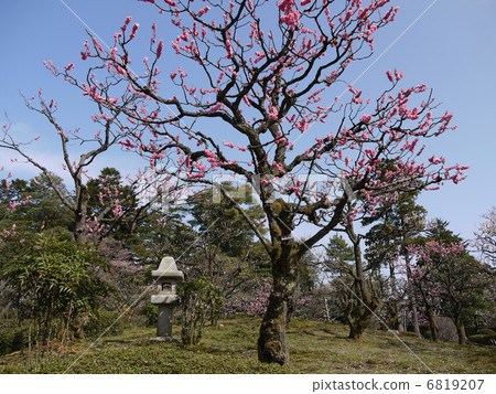 Kenrokuen's plum forest Kenrokuen's plum forest 6819207
