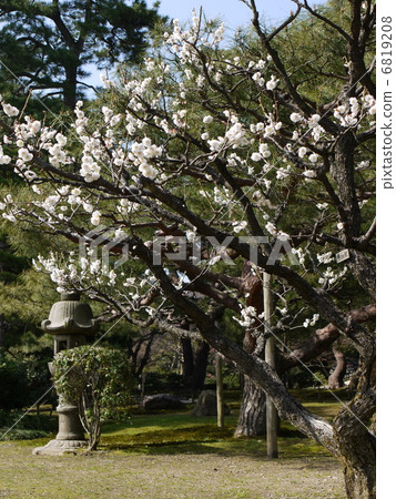 Kenrokuen的梅林 Kenrokuen的梅林 6819208