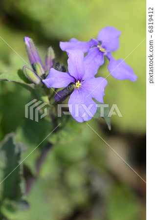 Murasakihanana (purple green flowers) Murasakihanana (purple green flowers) 6819412