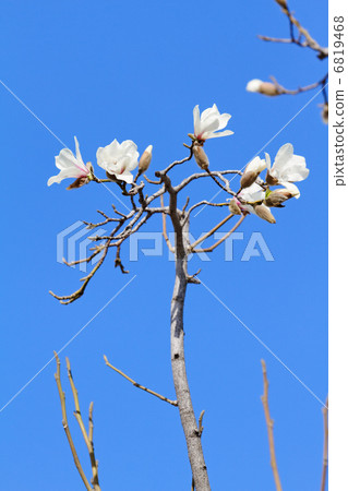 白色Kobushi的花和芽在Arakawa Yuen前面的公園 白色Kobushi的花和芽在Arakawa Yuen前面的公園 6819468