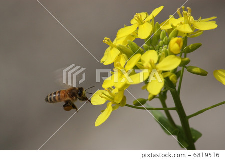A bee A bee 6819516