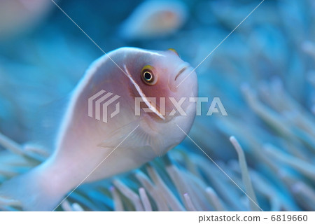 銀蓮花魚 6819660