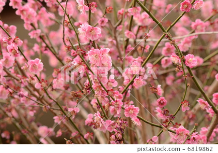 Ayasefukushidare 6819862