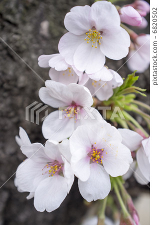 櫻花 6820502