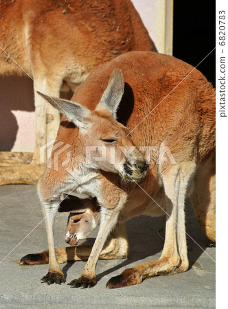 從袋子裡拿出一張臉的小紅袋鼠 6820783