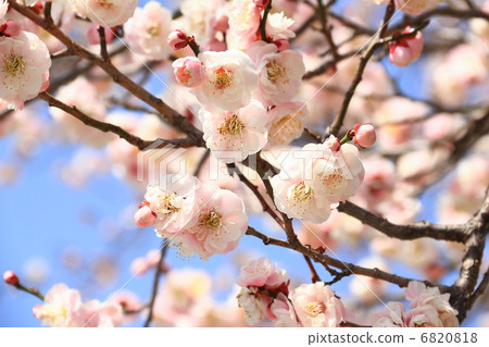 an ume flower, japanese apricot flower, blue sky