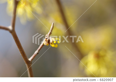 金縷梅花 金縷梅花 6820907