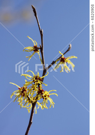 Witch hazel flower Witch hazel flower 6820908