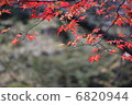 水稻分支 6820944