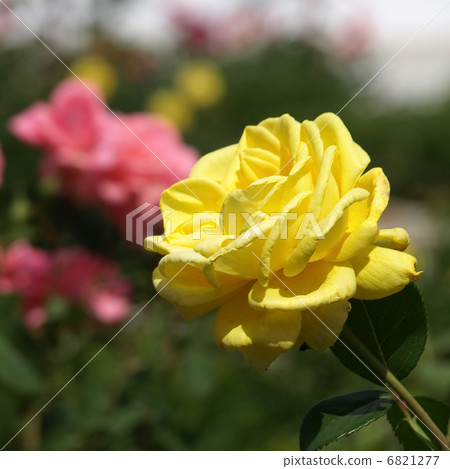 Radiant Perfume 6821277