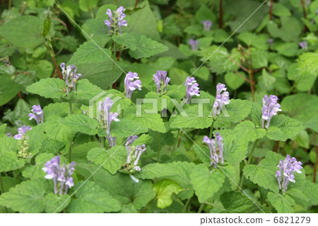 黃芩 黃芩 6821279