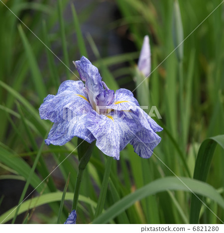 哈娜莎華 6821280