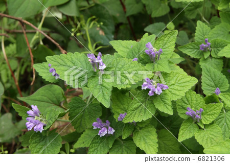 黃芩 黃芩 6821306