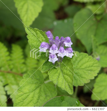 黃芩 黃芩 6821307