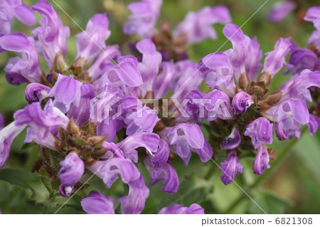 自我治愈 6821308