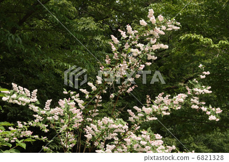 Sarasa Tutsugi Sarasa Tutsugi 6821328