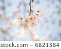 Cherry blossoms in full bloom 3 6821384