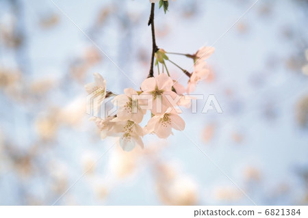 櫻花盛開3 櫻花盛開3 6821384