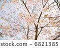  Cherry blossoms in full bloom 2 6821385