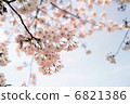 Cherry blossoms in full bloom 1 6821386