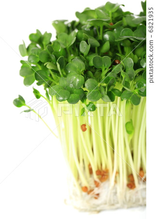 Caution: Daikon radish 6821935
